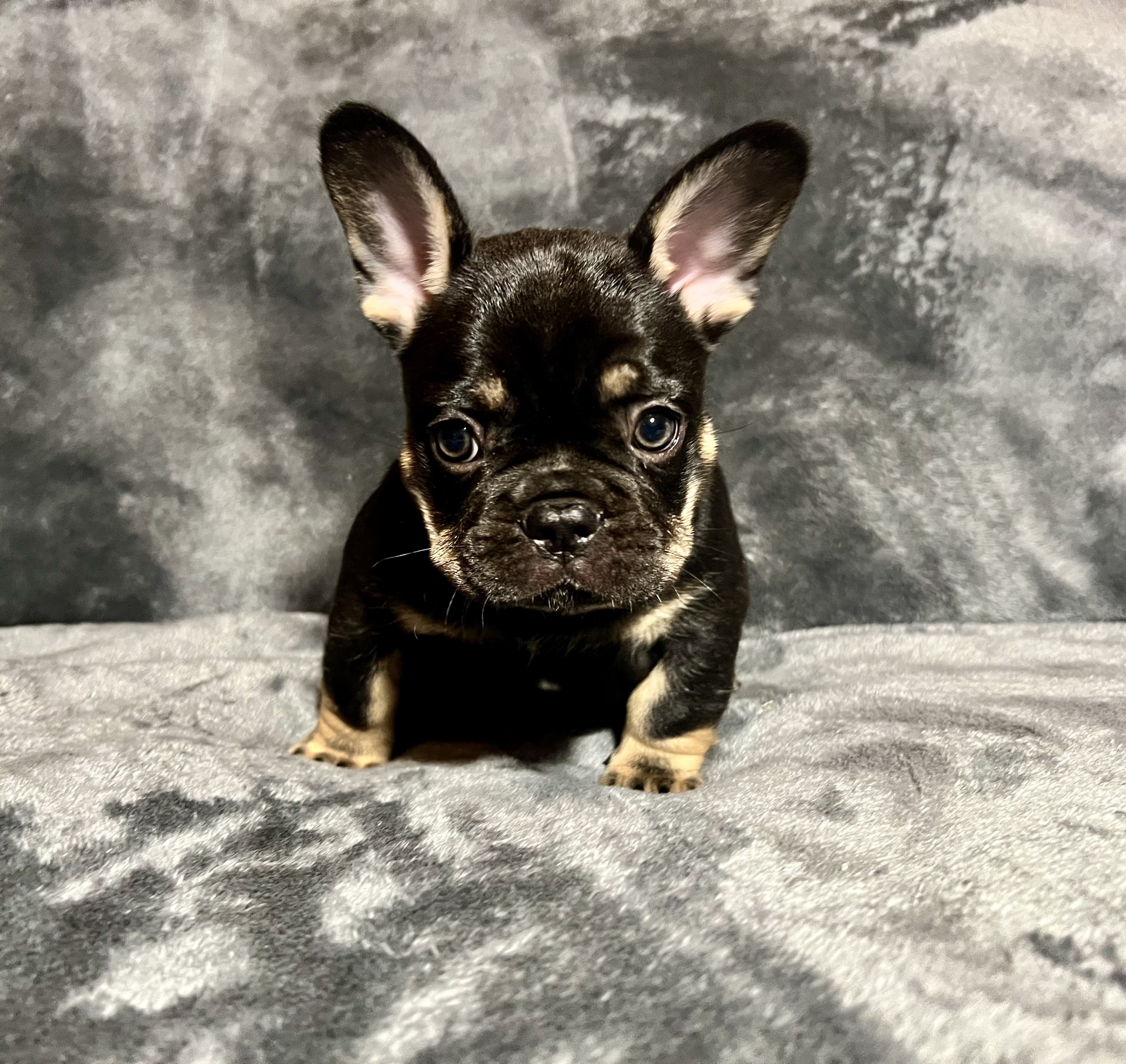 Black and Tan