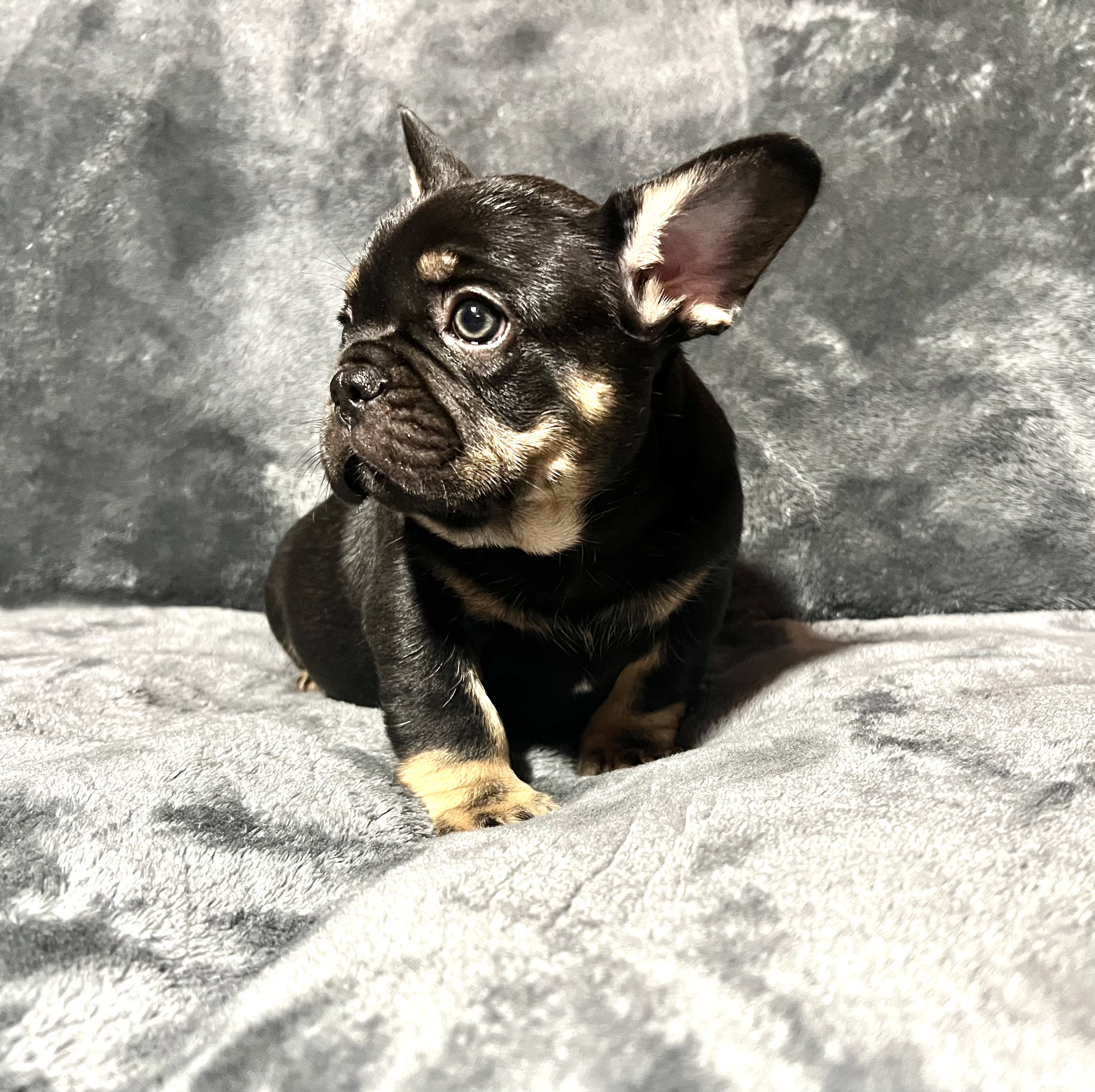Black and Tan